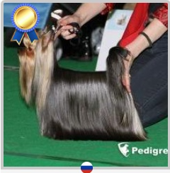  HELMIDGE SANTARINA &mdash; Labaza DogPedigree YorkshireTerrier